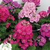 Image 13: Mixed Seasonal Alpine/rockery Plants - Potted or Plug Plants