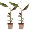 Image 4: 1 of 2 bananenplanten 'Musa Ensete Maurelii'