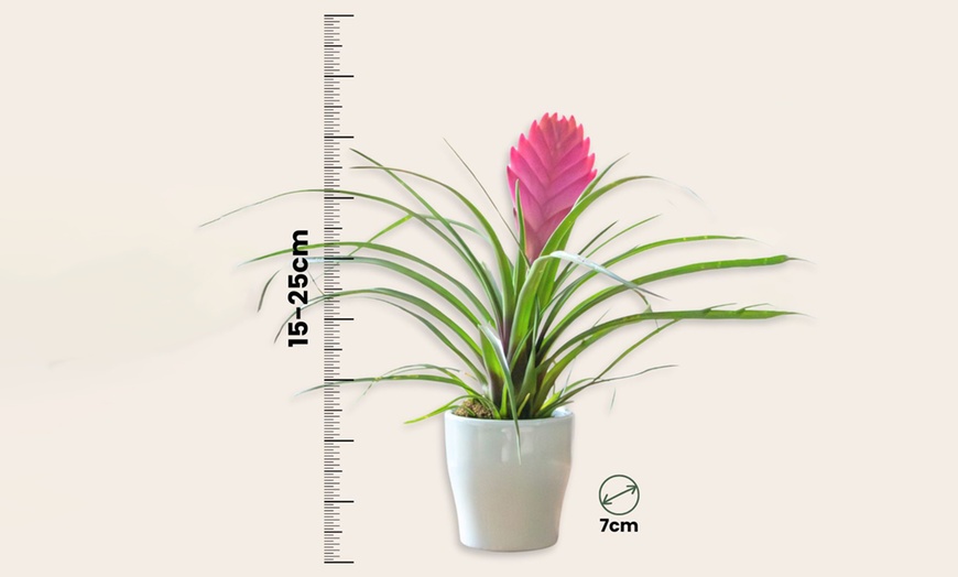 Image 8: Rootz 3er-Set Blaue Tillandsien inkl. Bulumentöpfen