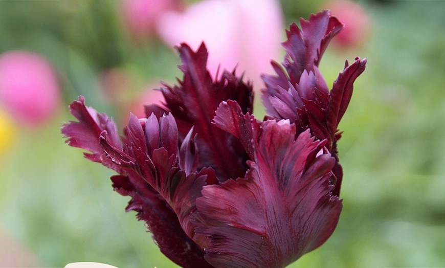 Image 5: Tot 20 'Parrot Mix'-tulpenbollen