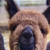 Image 1: Alpaca Farm Experience – Feed & Touch Gentle Huacaya Alpacas