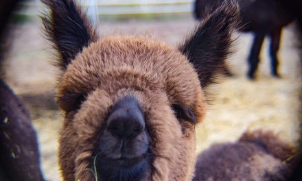 Alpaca Farm Entry for One, Valid  to - Plum Creek Alpacas in Marion County, KY