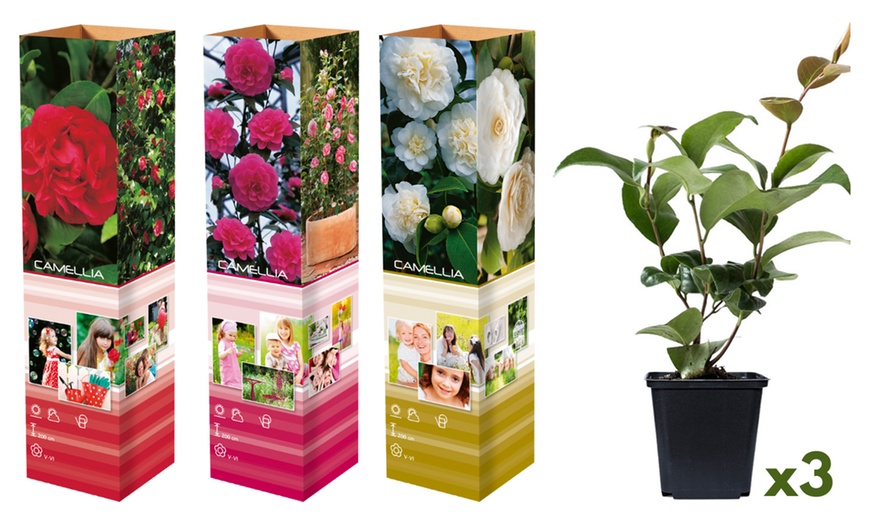 Image 2: Lot de 3 ou 6 plants de camélias japonais