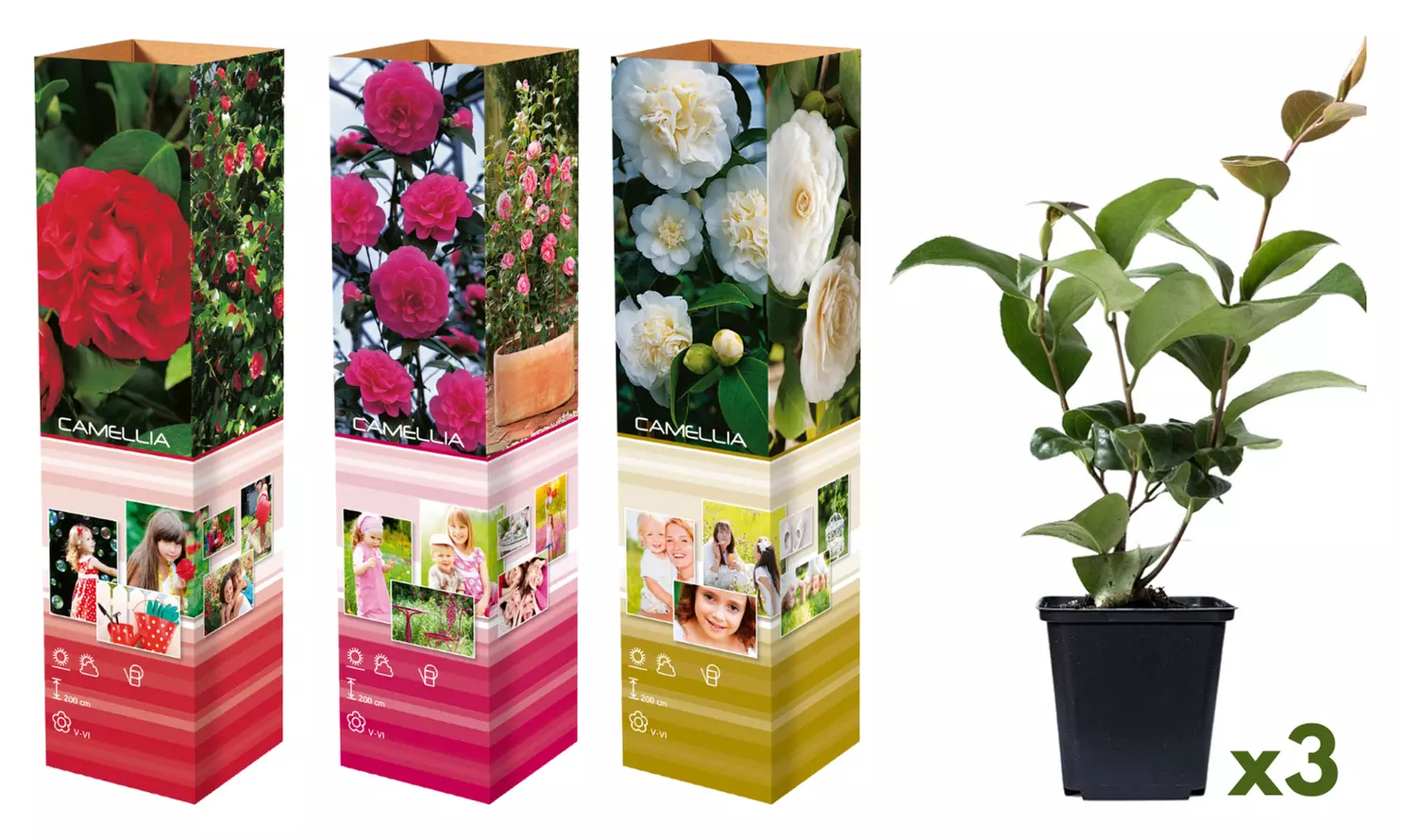 Lot de 3 ou 6 plants de camélias japonais