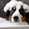 Image 1: Toilettage canin spa a l’ozone ou carte d’abonnement premium