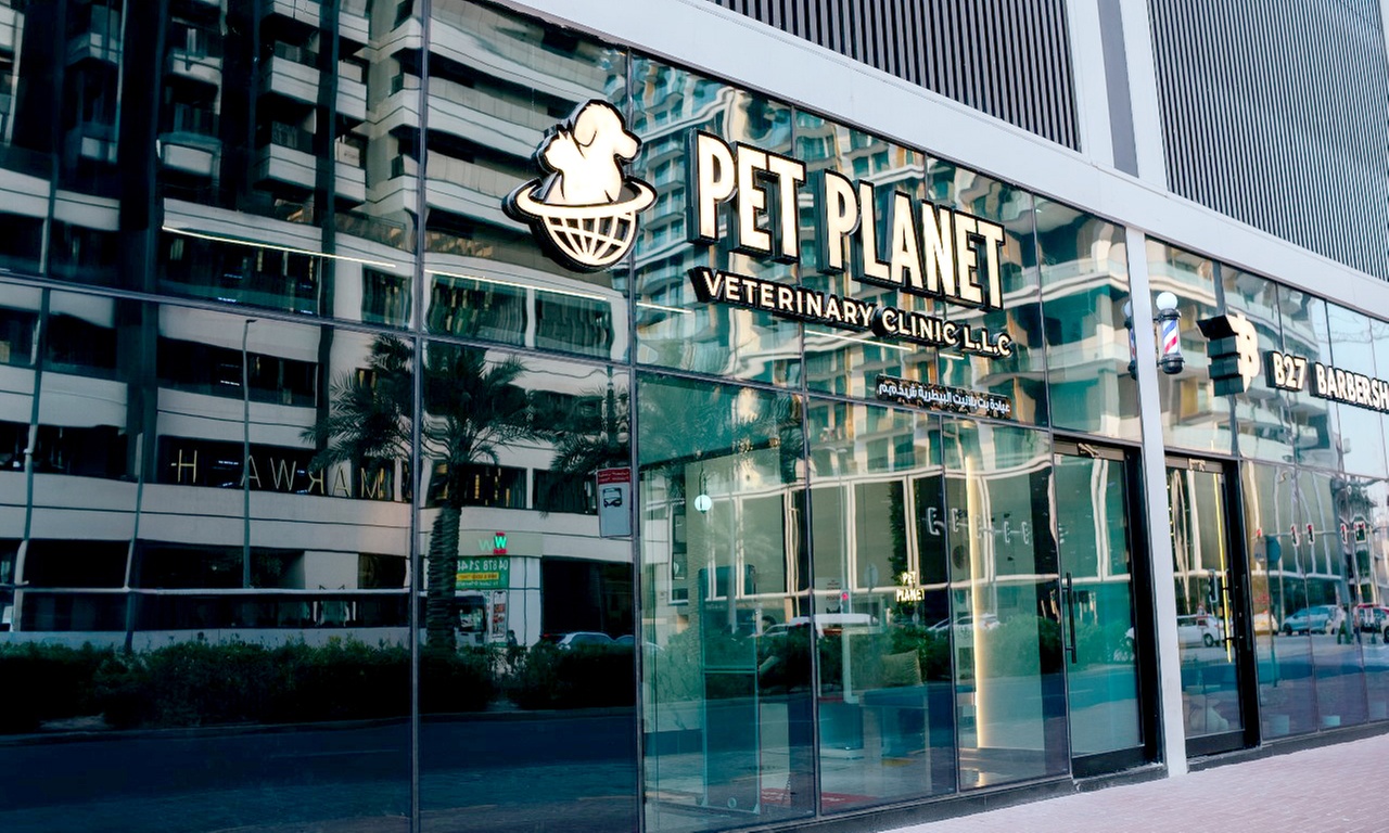 Full Grooming for Cat or Small Dog, Medium or Large Dog