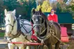 Enjoy a Scenic Horse-Drawn Sleigh or Wagon Ride For Up to Six People at Cornerstone Ranch Up to 26% Off - Second Medium