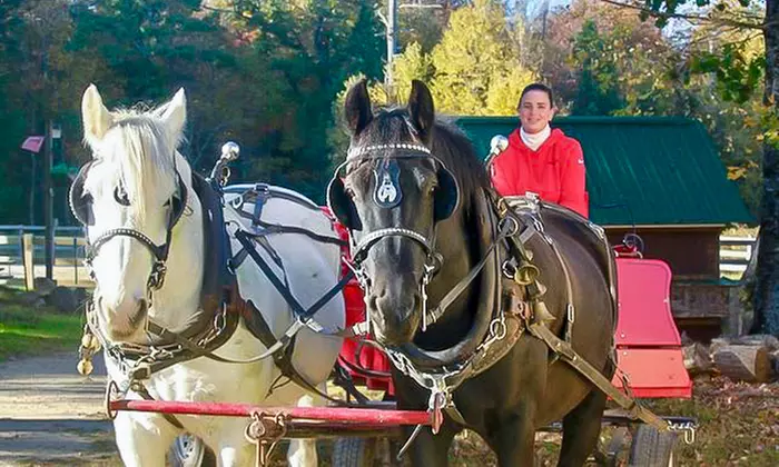 Group Horse-Drawn Sleigh/Wagon Ride with Guide at Cornerstone Ranch
