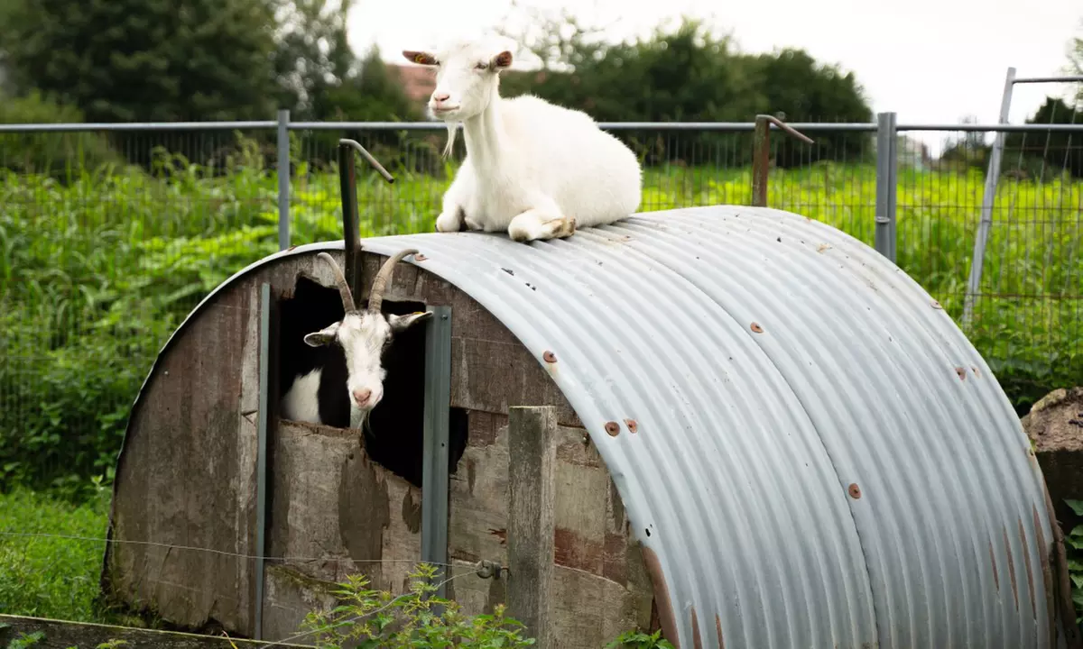 Tageskarte für den Erlebnishof Borgholzhausen für 2 oder 4 Personen