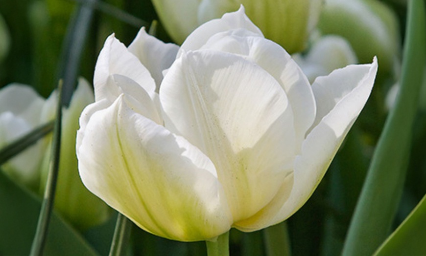 Image 3: Set van 14 of 21 'Northcap'-tulpenbollen