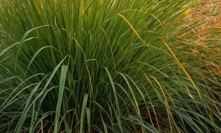 Image 4: Rootz Miscanthus Gracillimus