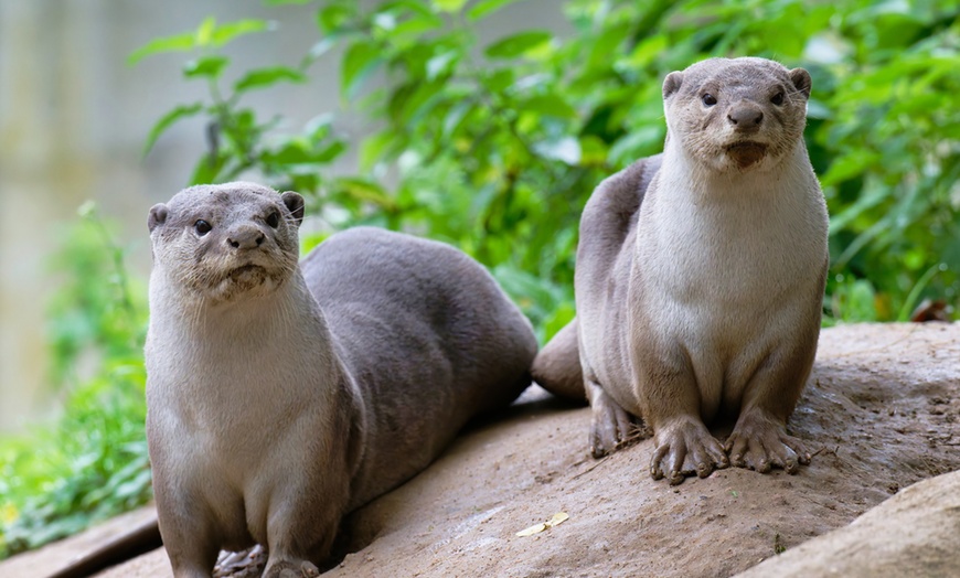 Image 15: Vivre les missions d’un soigneur au Touroparc Zoo