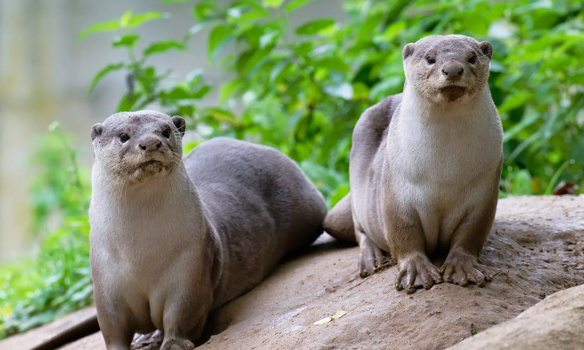Vivre les missions d’un soigneur au Touroparc Zoo