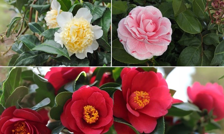Groupon Unisex Red Hardy Camelia Collection: Camelia 9Cm/1 Plant