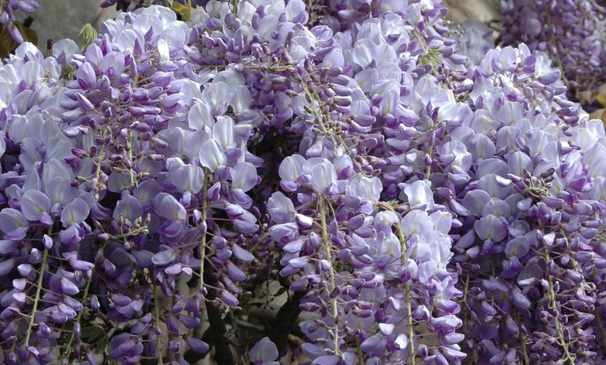 Image 3: Two-Litre Wisteria Amethyst Falls