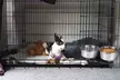 iMounTEK Stainless Steel Hanging Dog Food and Water Crate Bowl for Kennel Cages - Second Medium