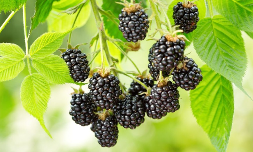 Image 5: Blackberry Fruit Plants - 4 Varieties