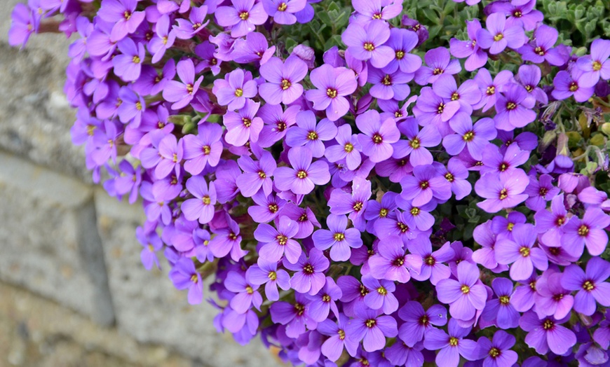 Image 8: Mixed Seasonal Alpine/rockery Plants - Potted or Plug Plants