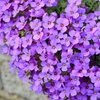 Image 8: Mixed Seasonal Alpine/rockery Plants - Potted or Plug Plants
