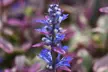 Mixed Seasonal Alpine/rockery Plants - Potted or Plug Plants - Image 4