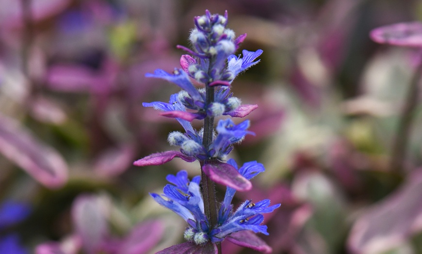 Image 4: Mixed Seasonal Alpine/rockery Plants - Potted or Plug Plants