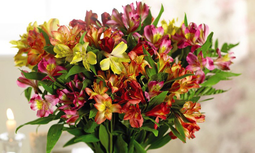 Image 9: Summer Flowering Alstroemeria Collections
