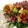 Image 9: Summer Flowering Alstroemeria Collections