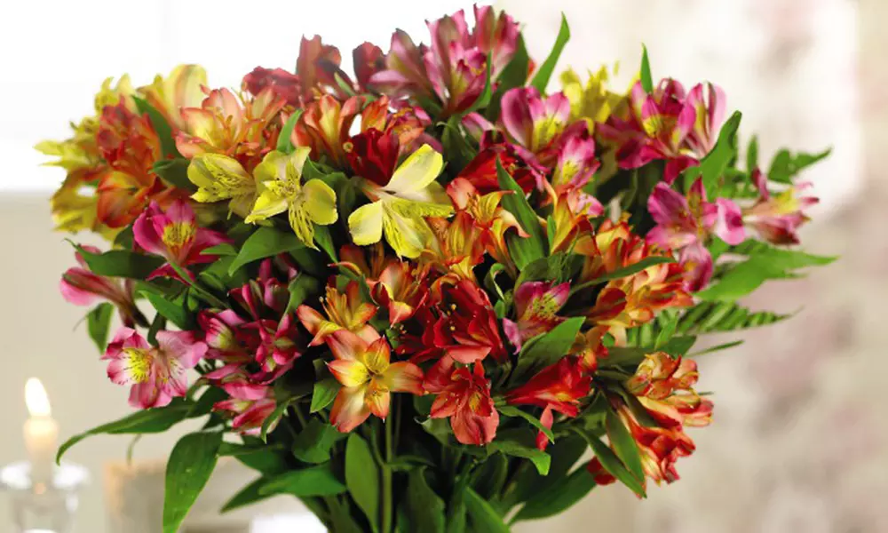 Summer Flowering Alstroemeria Collections