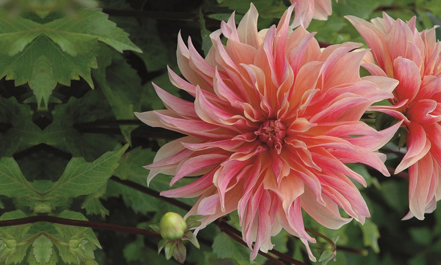 Image 10: Mixed Summer Dahlia Tubers