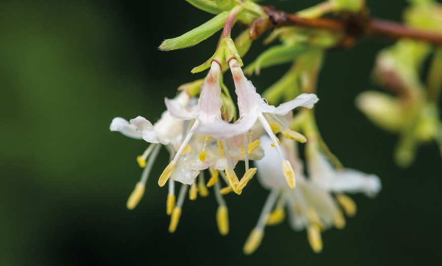 Image 1: Fragrant Winter Honeysuckle