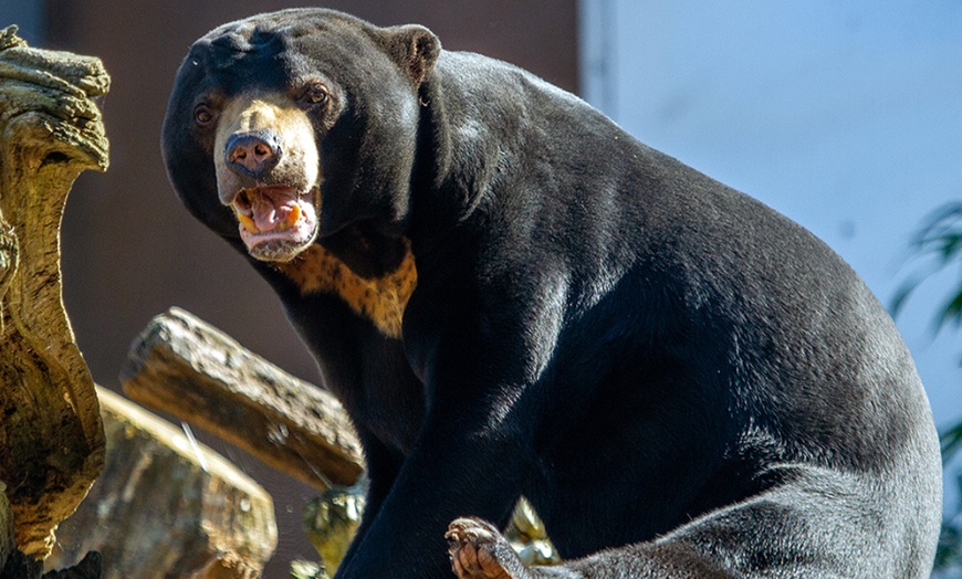 Image 2: Unlimited Entry to Colchester Zoo