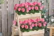 2 Pcs Artificial Geraniums Silk Flowers Faux Flowers Outdoor Plant Bush - Second Medium
