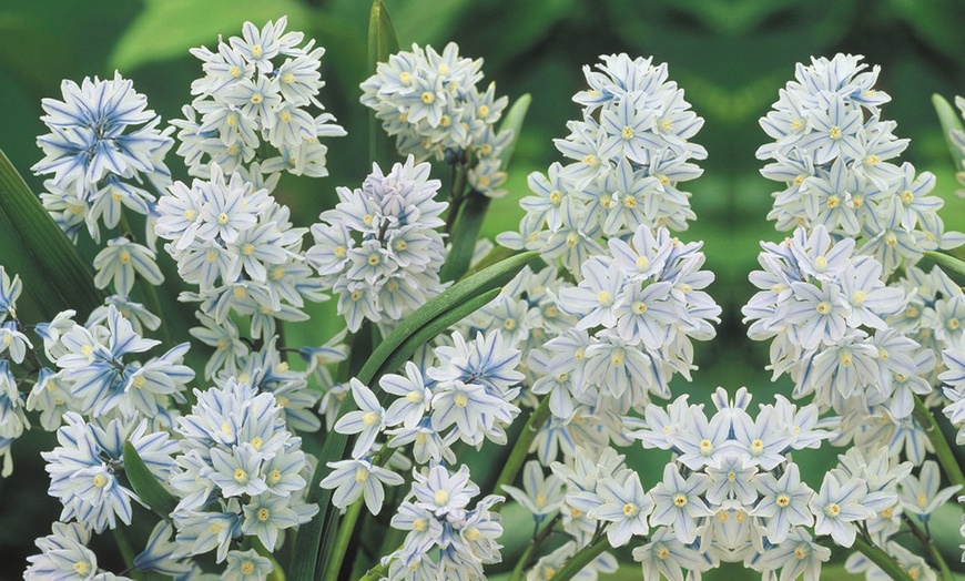 Image 9: Hardy Spring Bulb Collection