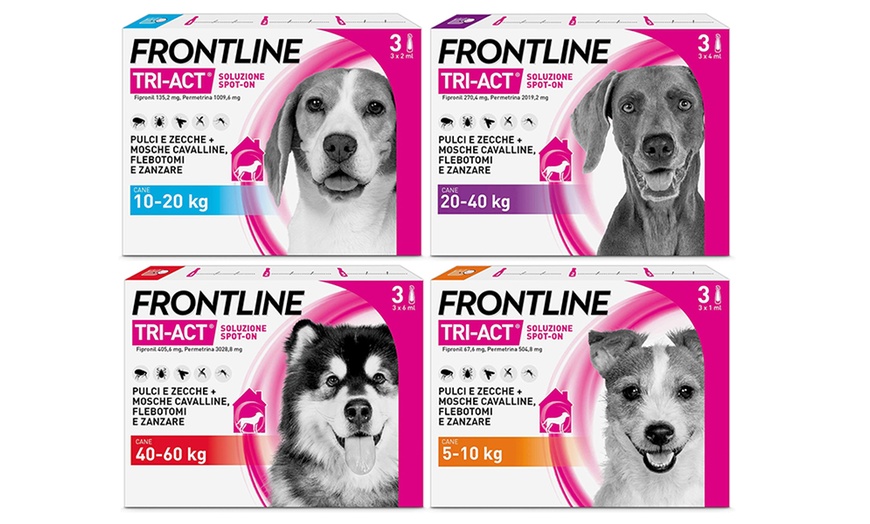 Image 1: Fino a 12 pipette Frontline Tri-Act® Spot-on per cani