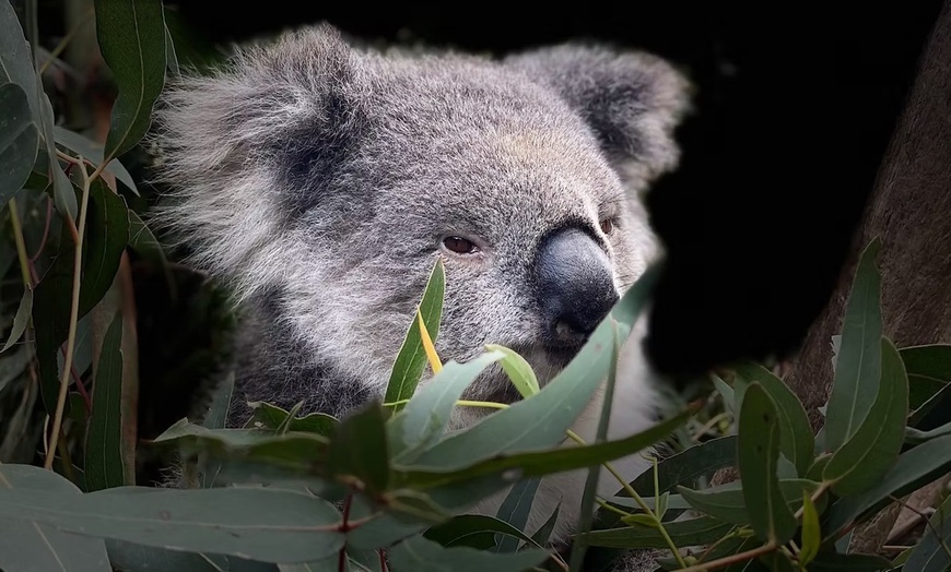 Image 4: Admission to Australian Wildlife for Child, Adult, Senior or Family