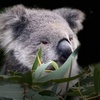 Image 4: Admission to Australian Wildlife for Child, Adult, Senior or Family