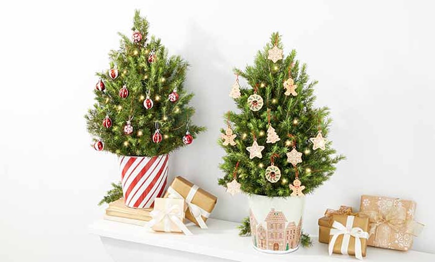 Image 1: Christmas Décor & Plant Gifts FTD.com Same-Day Delivery Up to 55% Off