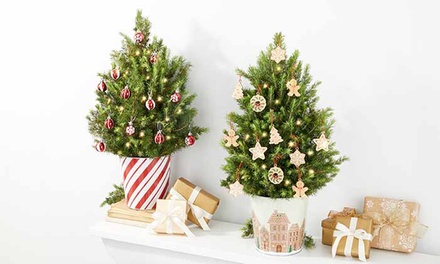 $75 Towards Christmas Greenery & Plant Gifts - FTD.com - Same Day Plant Gifts