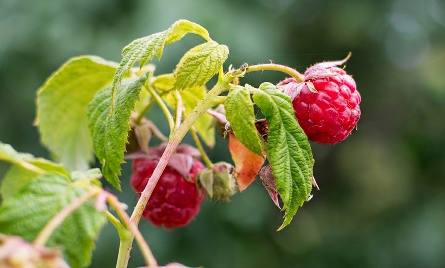 Image 5: Raspberry Full Season Collection 9 or 18 Bare Root Canes