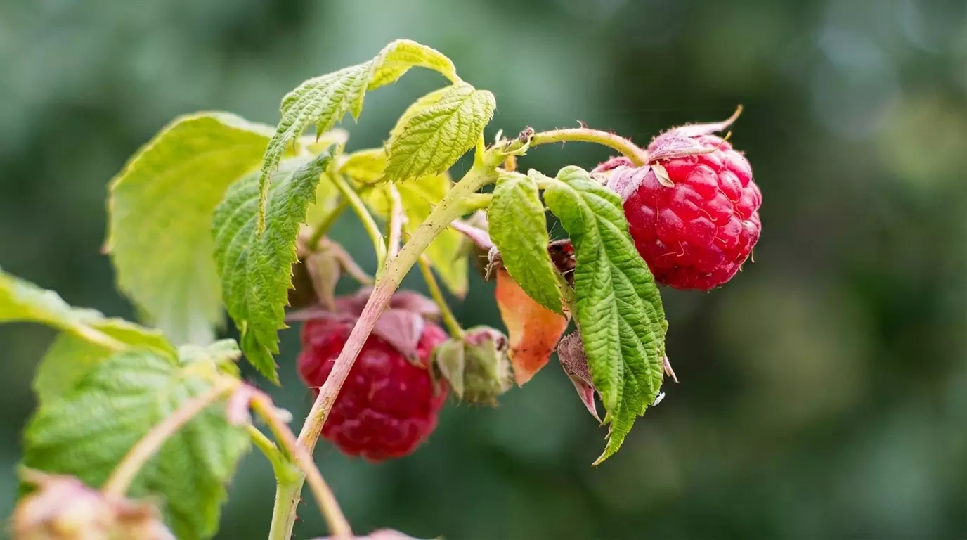 Raspberry Full Season Collection 9 or 18 Bare Root Canes