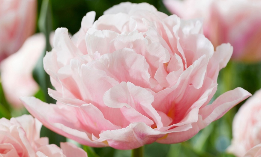 Image 3: 15 ou 25 bulbes de Tulipa Dreamer