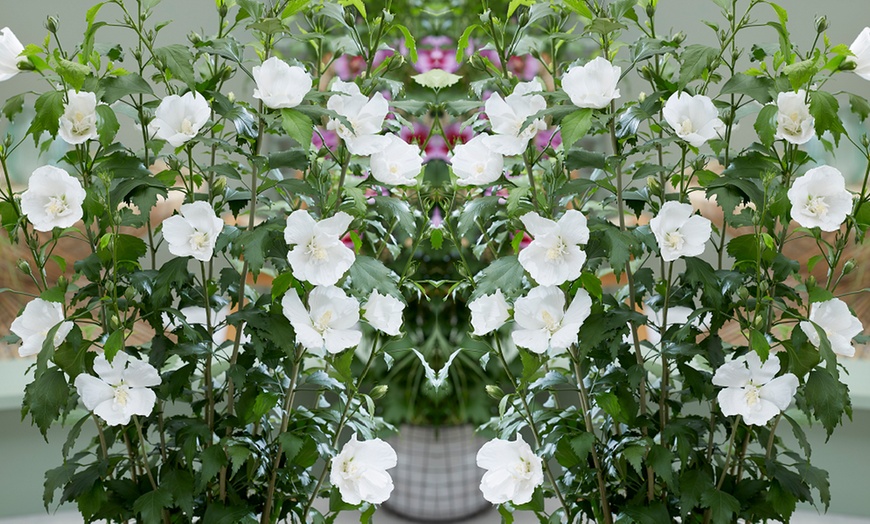 Image 5: Hibiscus Flower Tower White – 1 or 2 Potted Plants