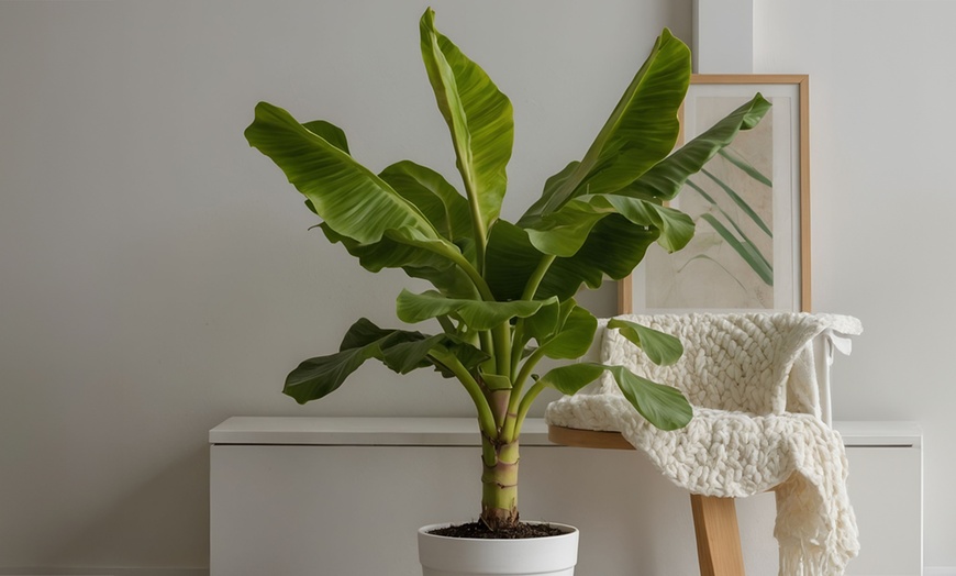 Image 3: Rootz Set of Two Musa Basjoo Hardy Banana Plants