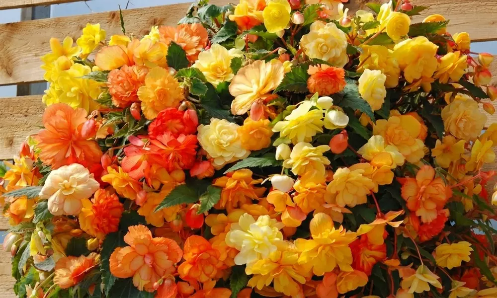 Up to 60-Pack Begonia Apricot Shades