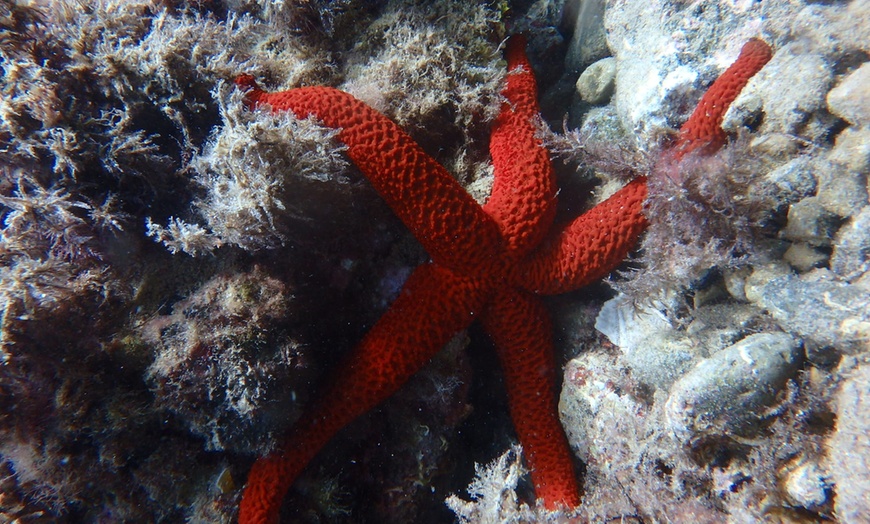 Image 12: Snorkelling con biología marina
