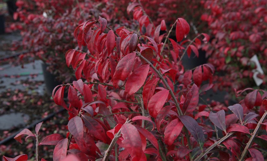 Image 2: Euonymus Alatus 'Compactus' Eastern Hawthorn 9cm Potted Plant