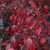 Image 2: Euonymus Alatus 'Compactus' Eastern Hawthorn 9cm Potted Plant