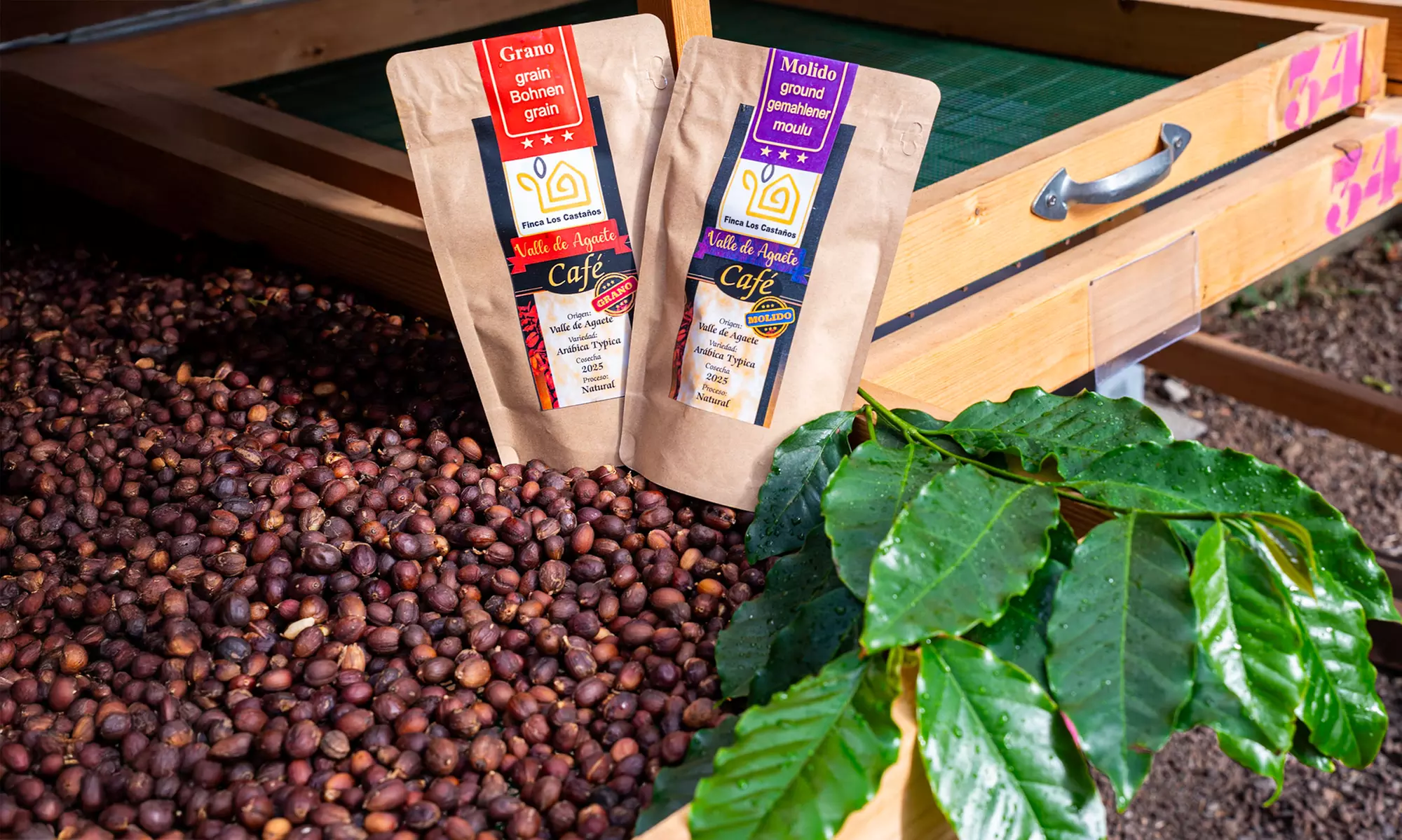 Visita a la Finca Los Castaños con degustación de café para 1, 2 o 4