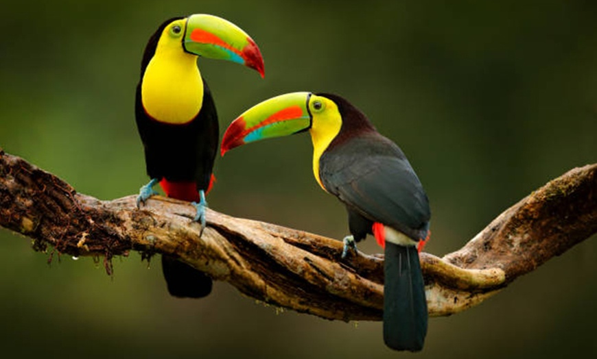 Image 2: ✈ 3- or 7-Night Costa Rica Mystery Vacation w/Air, Car