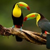 Image 2: ✈ 3- or 7-Night Costa Rica Mystery Vacation w/Air, Car